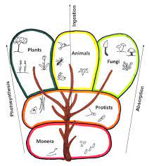 FUNGI